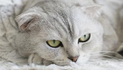 Leyu Sport下载-特色比赛：快速反应挑战赛热血开启，快速反应队伍